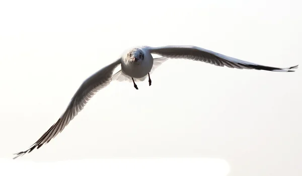 Flying seagull — Stock Photo, Image