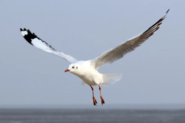 Möwen fliegen — Stockfoto