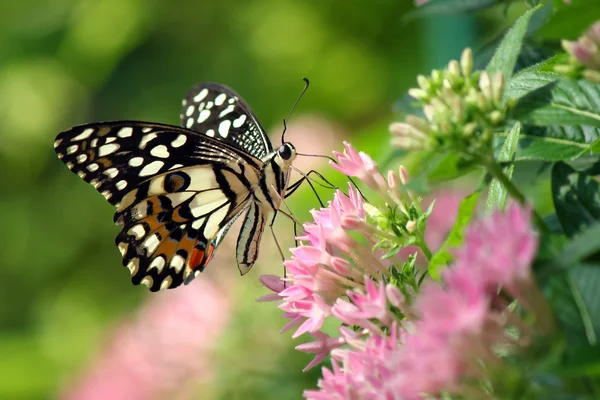 Schöner Schmetterling — Stockfoto