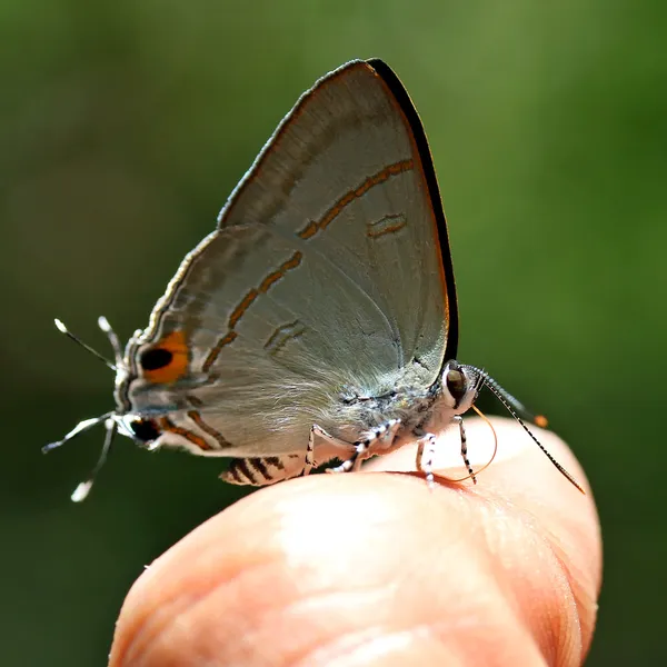 Beautiful butterfly — Stock Photo, Image