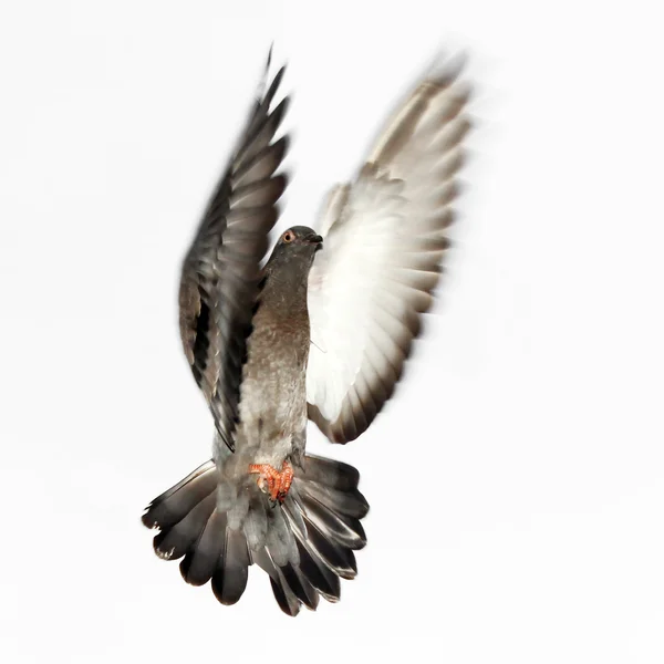 Latanie gołębiem — Zdjęcie stockowe