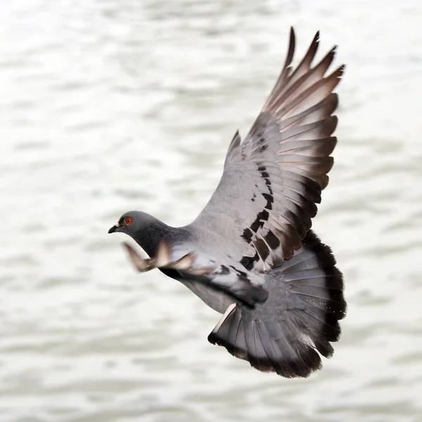 Vliegende duif — Stockfoto