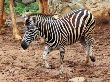 Zebra