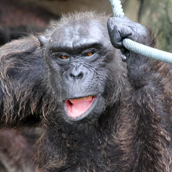 Gorilla — Stock Photo, Image