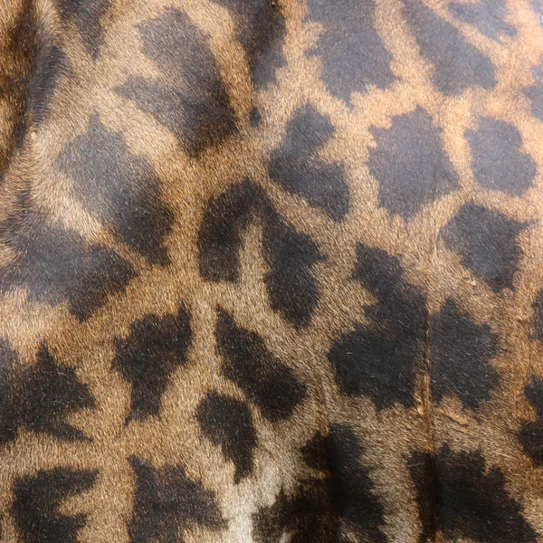 Skin of giraffe — Stock Photo, Image