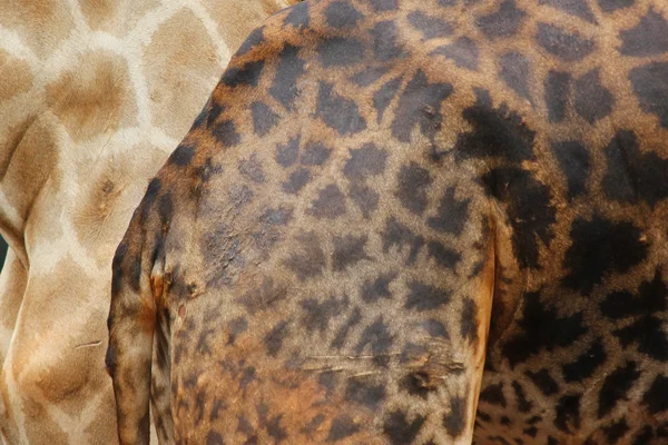 Skin of giraffe — Stock Photo, Image