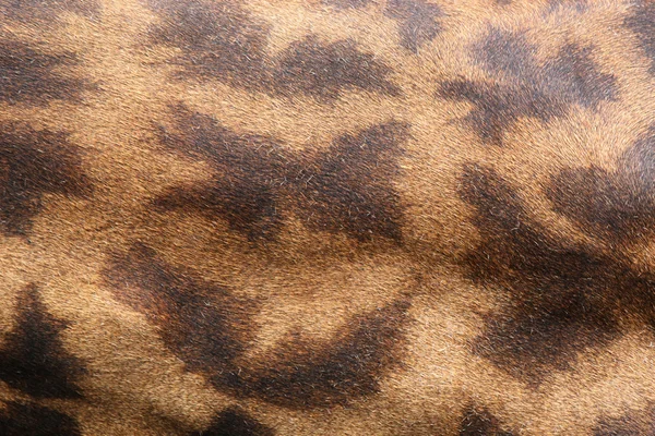 皮肤的长颈鹿 — 图库照片