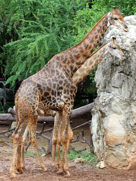 Giraffe — Stock Photo, Image