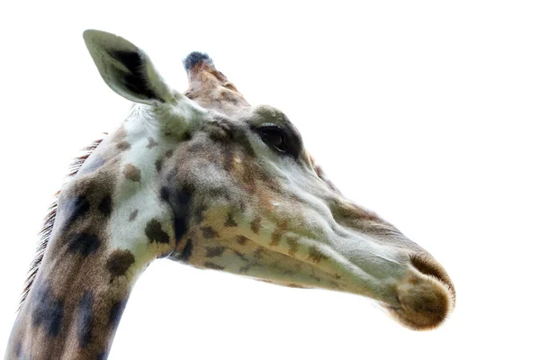 Giraffe — Stock Photo, Image