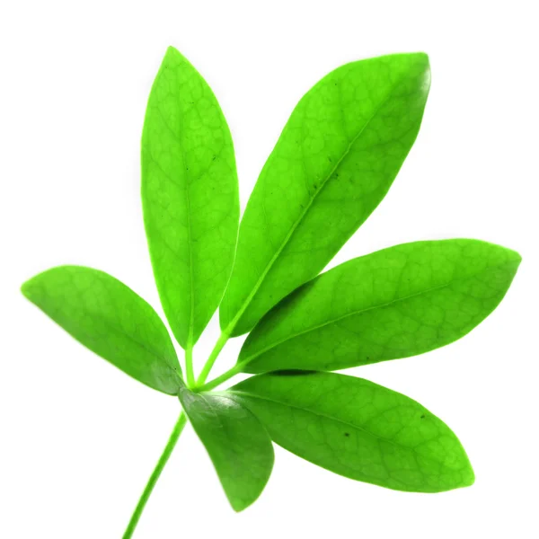 Grønt blad – stockfoto
