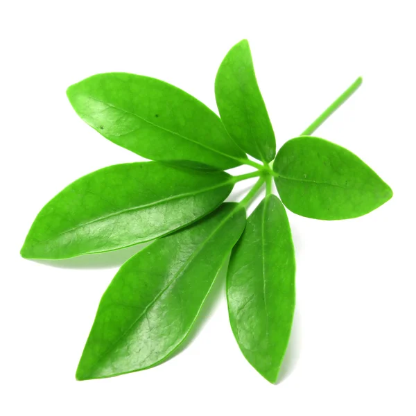 Green leaf — Stock Photo, Image