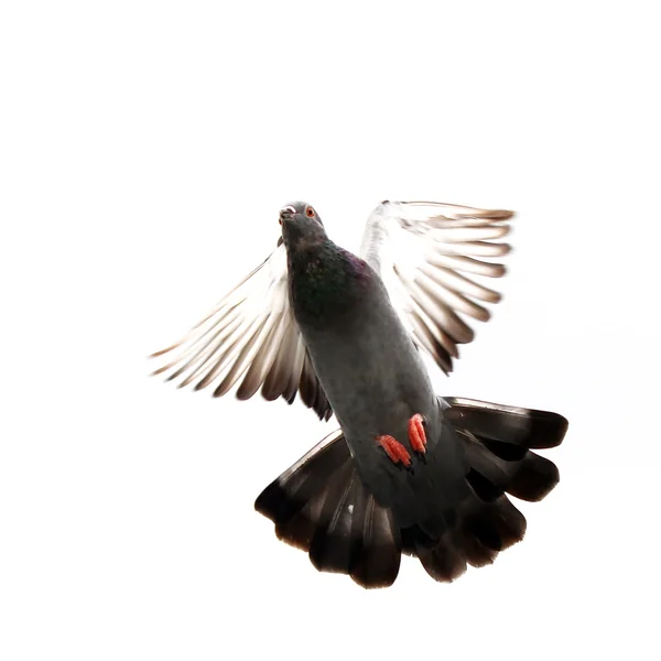 Flying pigeon — Stok fotoğraf