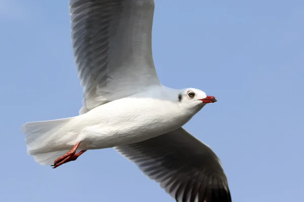 Flying seagull — Stock Photo, Image