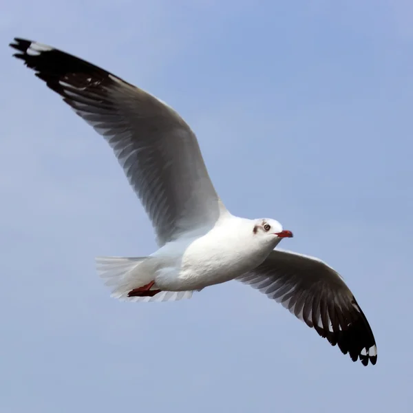 Seagull — Stock Photo, Image