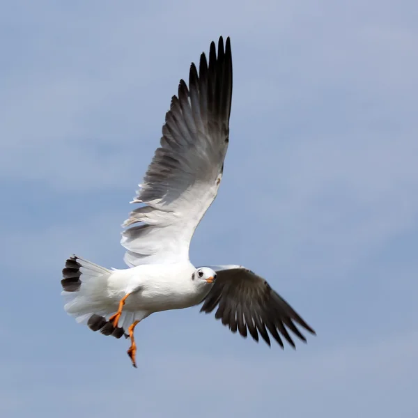 Flying seagull — Stock Photo, Image