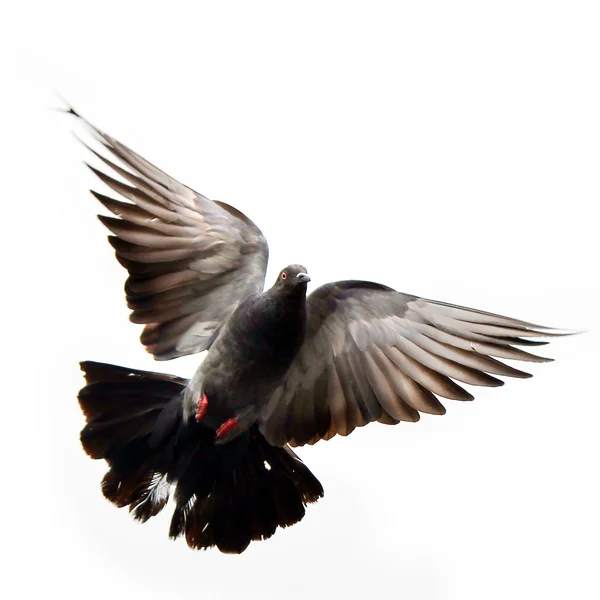 飛行をハト — ストック写真