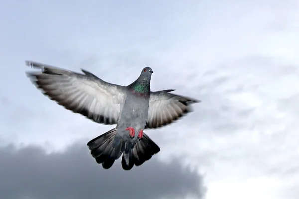 Flying pigeon — Stok fotoğraf