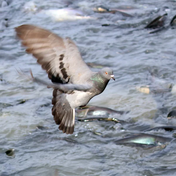 Flying pigeon — Stock Photo, Image