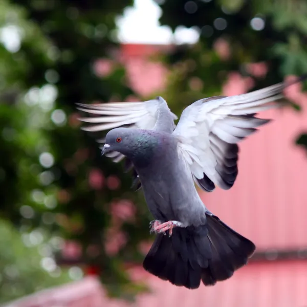 Flying pigeon — Stock Photo, Image