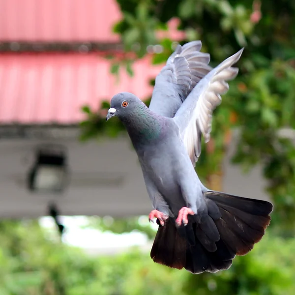 Flying pigeon — Stock Photo, Image