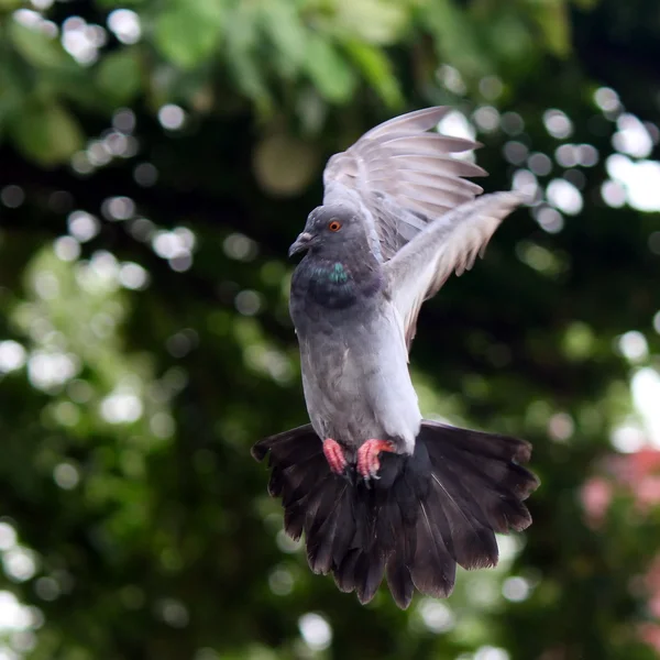 Flying pigeon — Stock Photo, Image