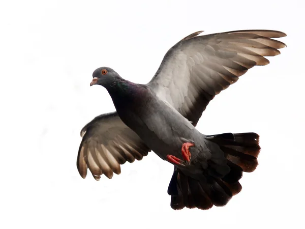 Flying pigeon