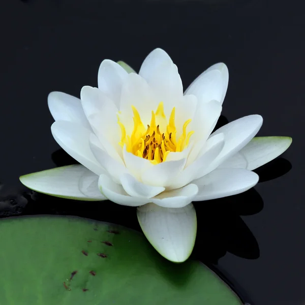 Lotus fleur — Photo