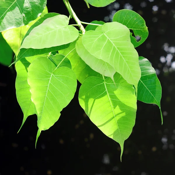 Peepul leaf — Stock Photo, Image