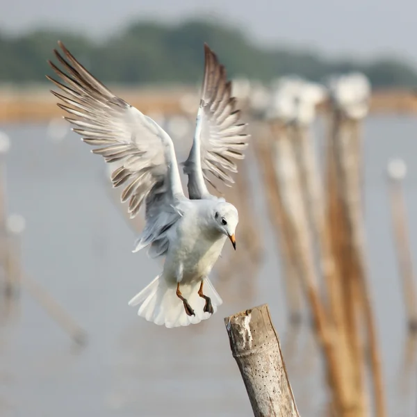 Seagull — Stock Photo, Image