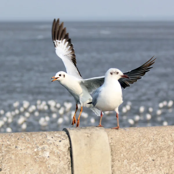 Fiskmås — Stockfoto