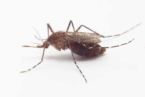 Mosquito — Stock Photo, Image