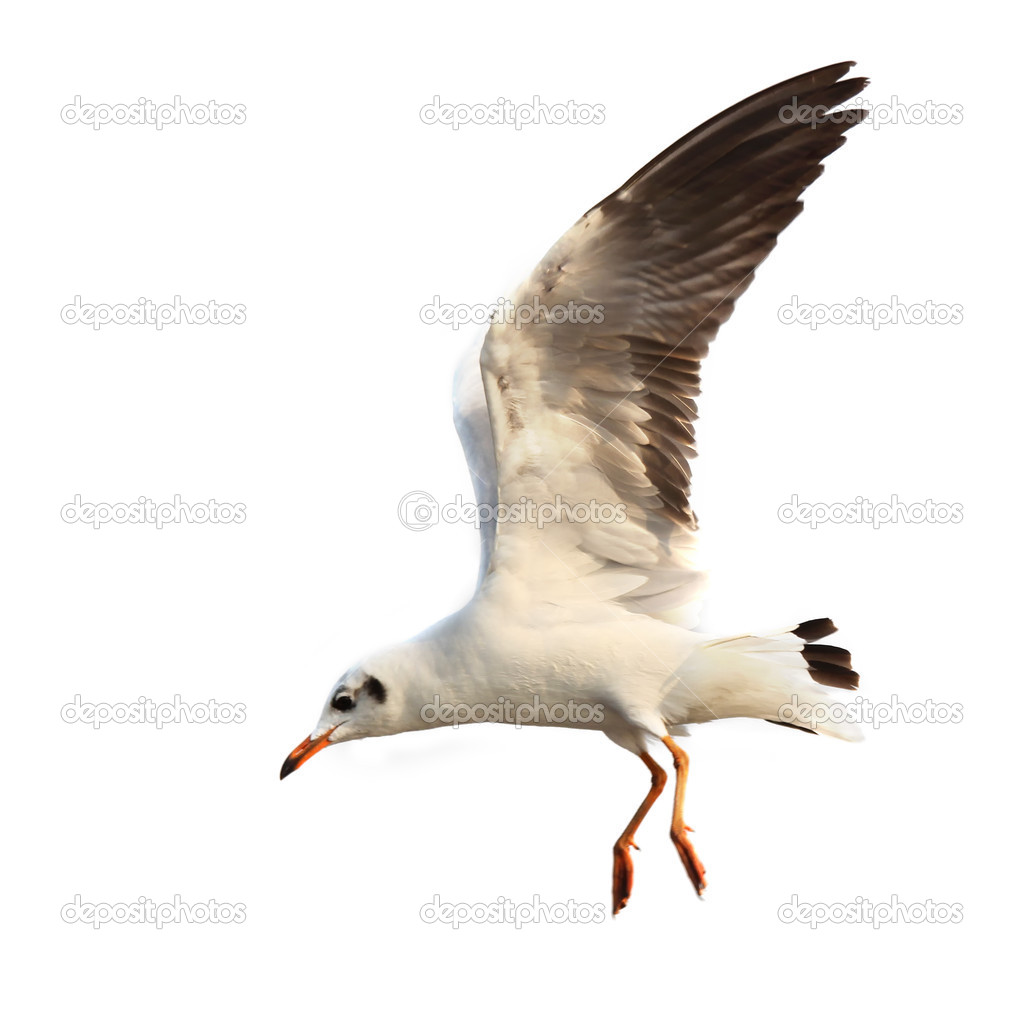 Flying seagull