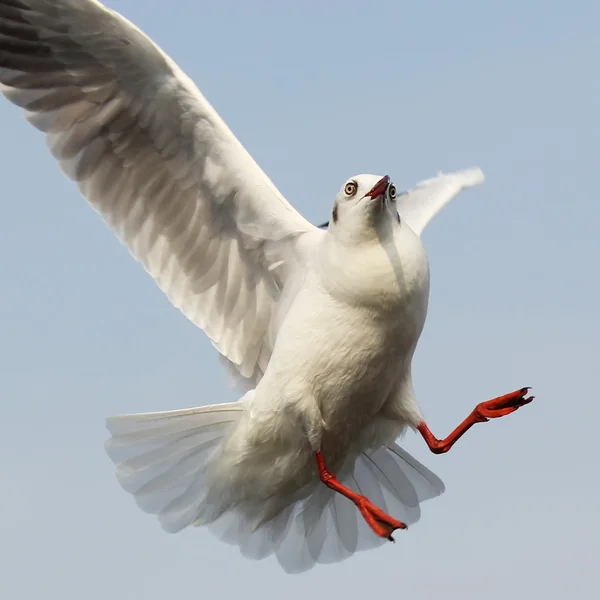 Gabbiano volante — Foto Stock