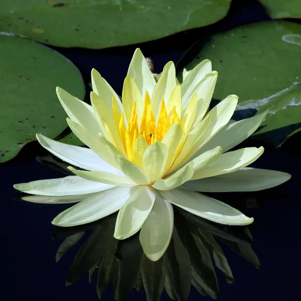 Lotus floare — Fotografie, imagine de stoc