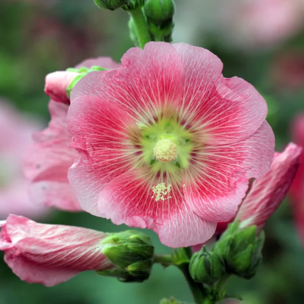 Mályvarózsa-virág — Stock Fotó