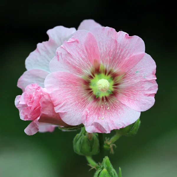 Flor de hollyhock — Foto de Stock