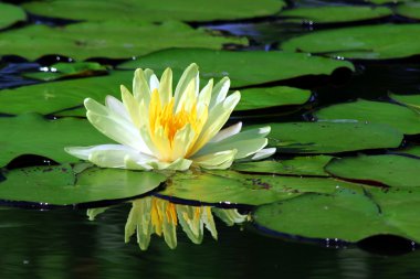 Lotus çiçeği.