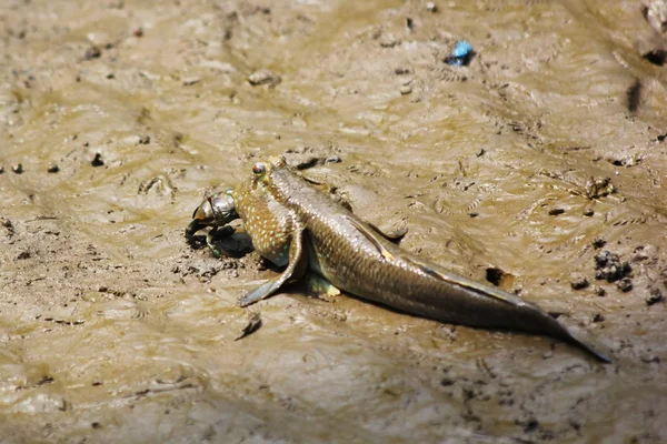 Schlammskipper — Stockfoto