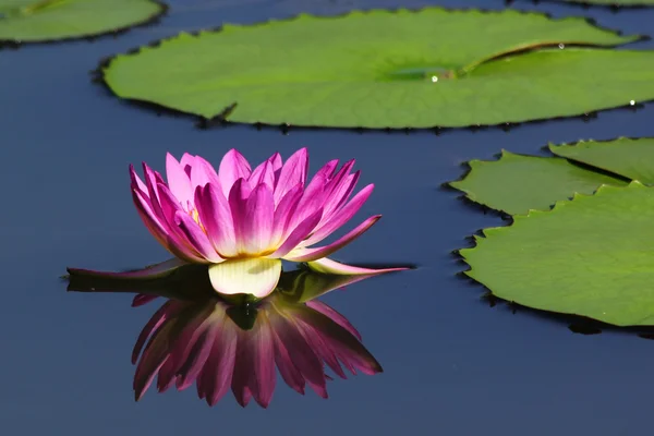 Hermosa flor de loto con reflejo — Foto de Stock