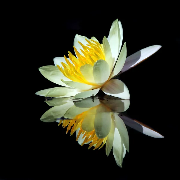 Красивый цветок лотоса с отражением — стоковое фото