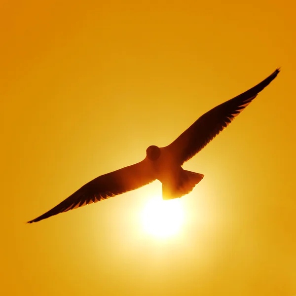 La silueta de la gaviota voladora — Foto de Stock