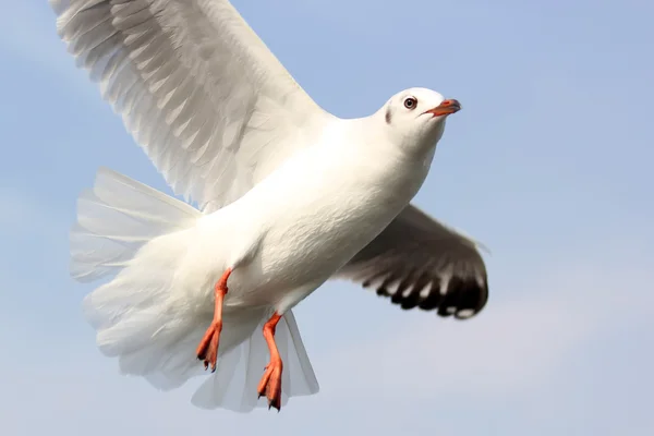 Pombo-livre — Fotografia de Stock