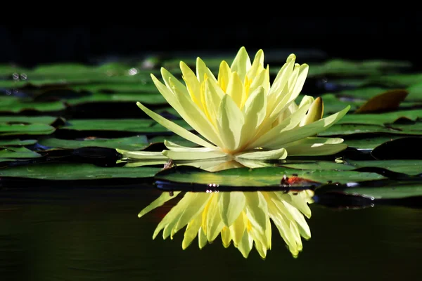 Hermosa flor de loto con reflejo — Foto de Stock