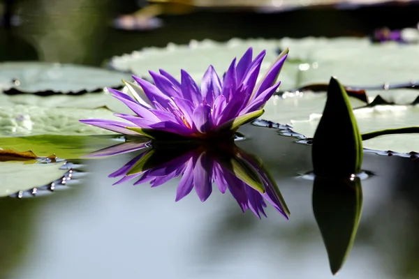 Bela flor de lótus com reflexão — Fotografia de Stock