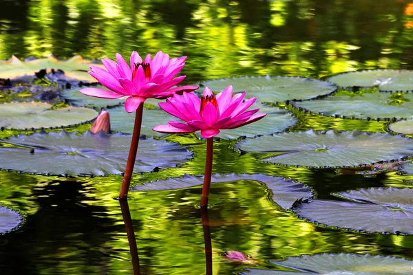 Den vackra blommande lotusblomman — Stockfoto