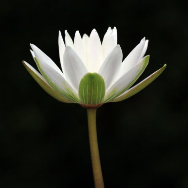 Beyaz lotus çiçeği