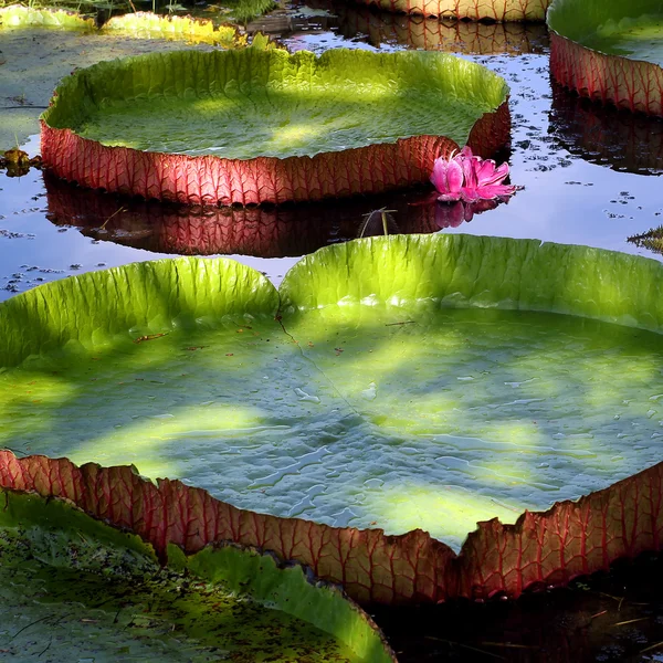 Lotus leaf — Stock Photo, Image