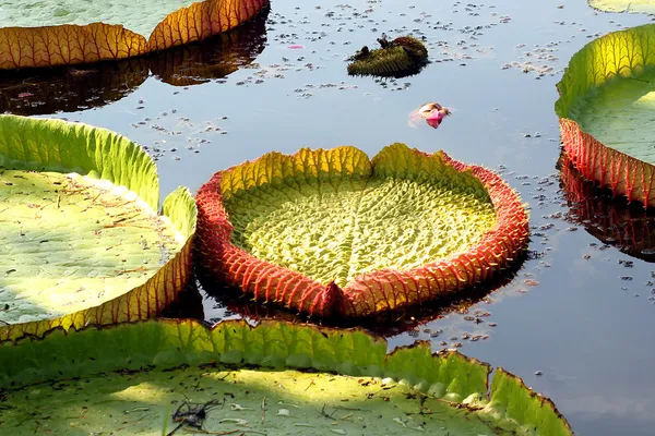 Lotus leaf — Stock Photo, Image