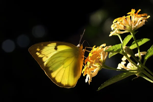 Borboleta — Fotografia de Stock