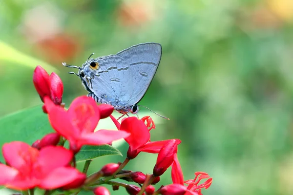 Bela borboleta — Fotografia de Stock